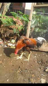 See more of bangkok ninja farm on facebook. Ayam Bangkok Steemit