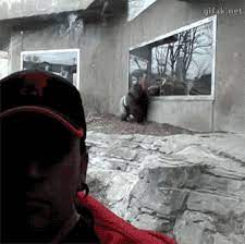 13 Wild Animals Reaction To People At The Zoo Gifs Funny Gif Funny Vids Funny