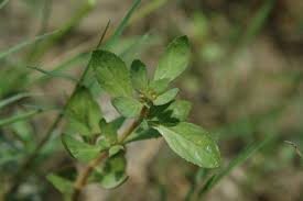 Image result for Bergia pentheriana