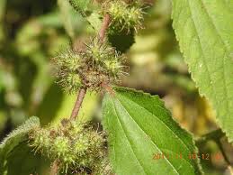 Image result for Triumfetta pilosa