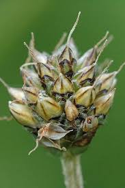 Image result for Plantago