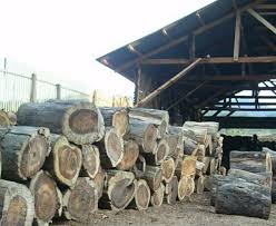 Image result for Dalbergia martinii