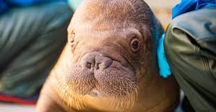 Image result for walrus