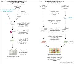 Quintarabio has been providing the highest quality sanger dna sequencing services to the life science research community since 2005. Target Identification Of Small Noncoding Rnas In Bacteria Sciencedirect