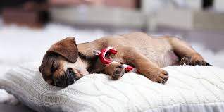 đột quỵ ở chó