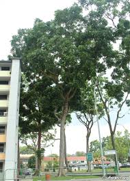 Image result for Khaya grandifoliola