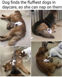 Funny animal memes clean image memes at relatably com. Brighten Up Your Quarantine With These Funny Animal Memes Film Daily