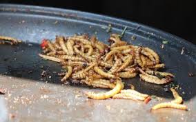 They eat grains and seeds. Insect Meal For Poultry Close To Eu Approval All About Feed