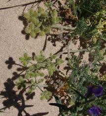 Image result for Agrocharis incognita