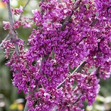 Maybe you would like to learn more about one of these? Oklahoma Redbud Cercis Reniformis Oklahoma Flowers On Bare Branches At Visalia Ca Usa At Monrovia Nursery Co Oklahoma Redbud Redbud Tree Trees To Plant