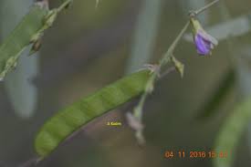 Image result for Galactia