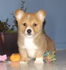 Parents very healthy and puppies as well. Utah Registered Pembroke Welsh Corgi Puppies For Adopti Pets And Animals In Utah Logan