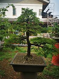 Tamarind Bonsai Sampaloc Furniture Home Living Gardening Plants Seeds On Carousell