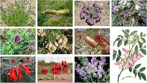Image result for Fabaceae subfamily Papilionoideae