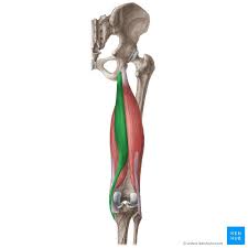 Semitendinosus Muscle In 2021 Muscle Muscle Anatomy Muscular System Anatomy