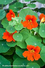 Multitalent Kapuzinerkresse Dekorativ Lecker Gesund Und Heilsam Kapuzinerkresse Blumen Fur Garten Pflanzen