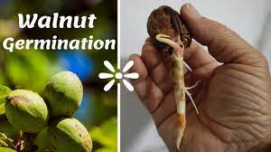 We did not find results for: How To Grow A Walnut Tree From Seed Easy Way Youtube