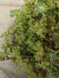 Image result for Polycarpaea prostratum