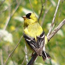 Birds Of Eastern Washington State New Jersey State Bird The Eastern Goldfinch State Birds Goldfinch Birds