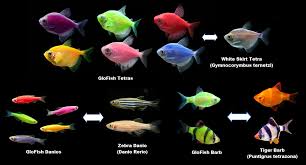 Glofish® fluorescent fish are born brilliant! Glofish Basic Care