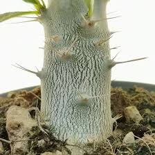 Image result for Pachypodium saundersii