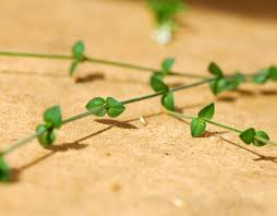 Image result for Cliffortia serpyllifolia