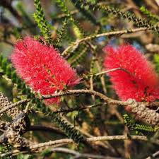 Image result for Melaleuca sp. A (Biegel 5741)