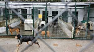 Cuestionario para ser casa de acogida de un animal. Una Red De Voluntarios Busca Casas De Acogida Para Perros De Hospitalizados