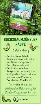 Buchsbaumzunsler Raupe Merkmale Bilder Plantura Buchsbaumzunsler Schadlinge Im Garten Pflanzenschutz