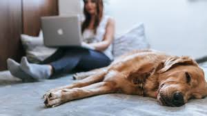Bay area animal rescue is a pet rescue organization that saves cats and dogs and provides them with loving homes through an adoption process. How To Adopt A Dog In The Bay Area Fees Rescues And More