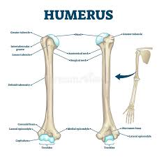 A labeled diagram of a long bone. Humerus Bone Labeled Vector Illustration Diagram Stock Vector Illustration Of Orthopedics Medicine 174287416