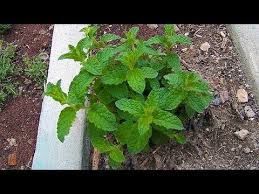 Cilek Kokulu Nane Cilek Nanesi Strawberry Mint Youtube