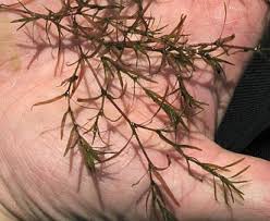 Image result for Najas