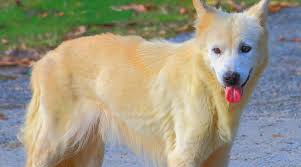 She is a full blooded akita (i keep her hair short in summer.) she is the sweetest most loving ladylike dog. Akita Mixes 20 Different Akita Hybrids With Pictures