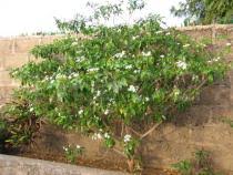 Image result for Tabernaemontana ventricosa