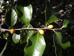 Image result for Diospyros inhacaensis