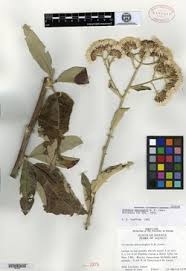 Image result for Vernonia melanocoma