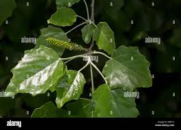 Image result for Populus ×  canescens