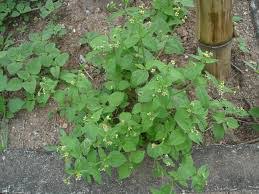 Image result for Galinsoga parviflora
