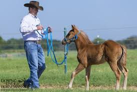 Pin On Equine Horsemanship Training