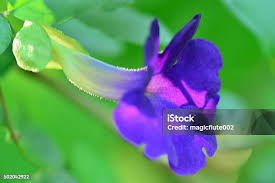 Image result for Thunbergia vogeliana