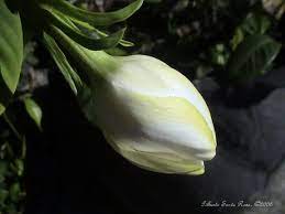 Gardenia Gardenia Jasminoides Bud Dsc03326a Photo Page Everystockphoto Gardenia Flower Lei Flowers