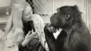 282,050 likes · 117 talking about this. Koko The Gorilla Who Can Talk With Her Hands All You Need Is Biology