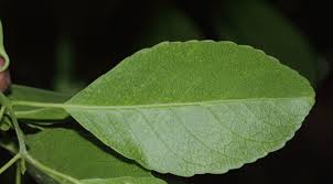 Image result for Elaeodendron