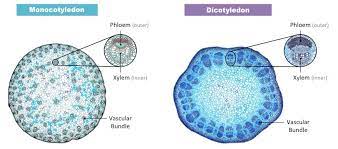 Identify the location of xylem and phloem in roots and stems of plants. Phloem Structure Bioninja