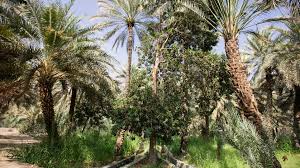 Ulož.to je československou jedničkou pro svobodné sdílení souborů. Oasis Garden Visit Abu Dhabi