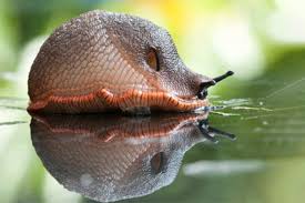 Image result for Metaldehyde Poisoning