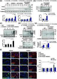 Image result for svrab na k%u016F%u017Ei