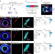 Molecular Classification Of Zebrafish Retinal Ganglion Cells Links Genes To Cell Types To Behavior Biorxiv