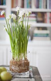 Spring In Winter How To Grow A Paperwhite Garden Part 2 Bulb Flowers Paperwhites Planting Bulbs